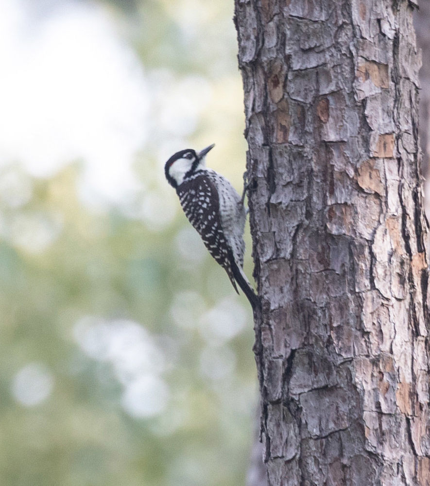 Beautiful Red-cockaded Woodpecker in the Pineywoods © Erik Bruhnke